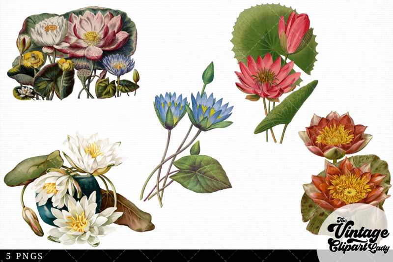 lotus-vintage-floral-botanical-clip-art