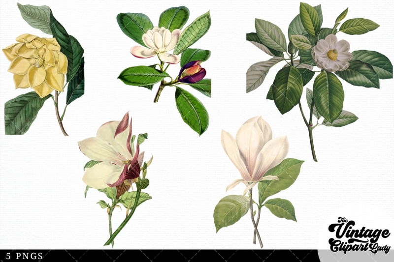 magnolia-vintage-floral-botanical-clip-art