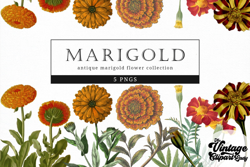 marigold-vintage-floral-botanical-clip-art