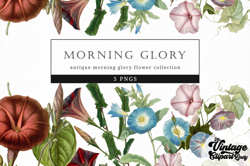 morning-glory-vintage-floral-botanical-clip-art