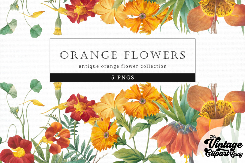 orange-flowers-vintage-floral-botanical-clip-art