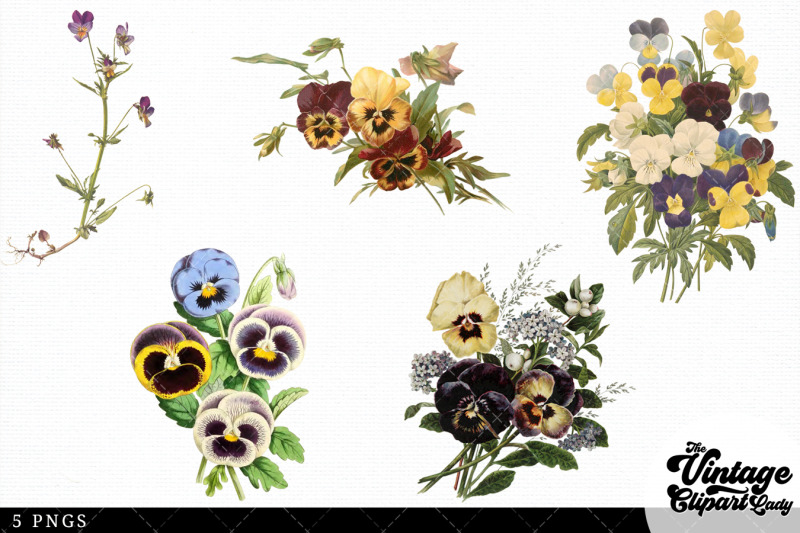 pansy-vintage-floral-botanical-clip-art