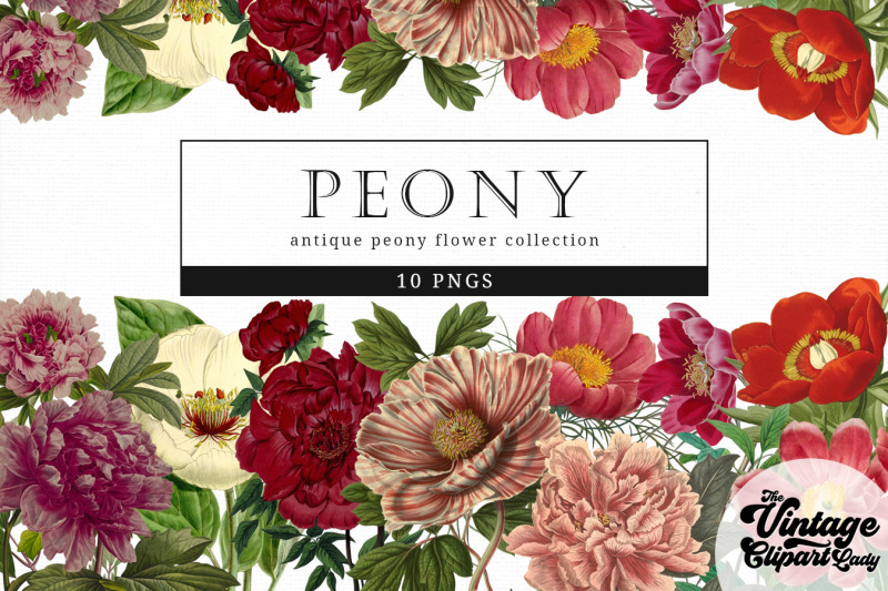 peony-vintage-floral-botanical-clip-art