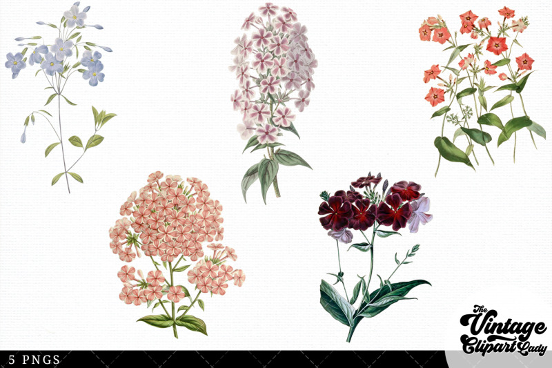 phlox-vintage-floral-botanical-clip-art