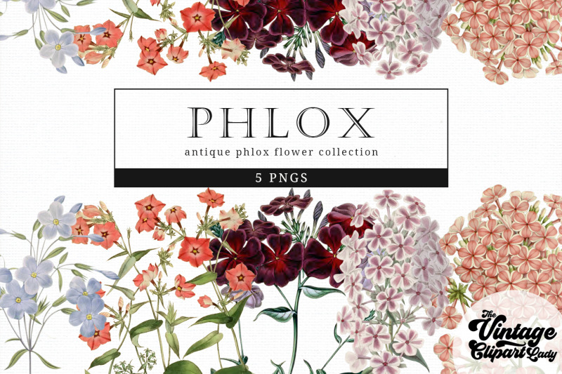 phlox-vintage-floral-botanical-clip-art