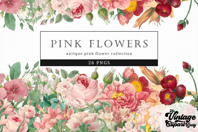 pink-flowers-vintage-floral-botanical-clip-art