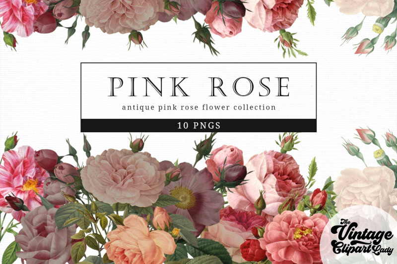 pink-rose-vintage-floral-botanical-clip-art