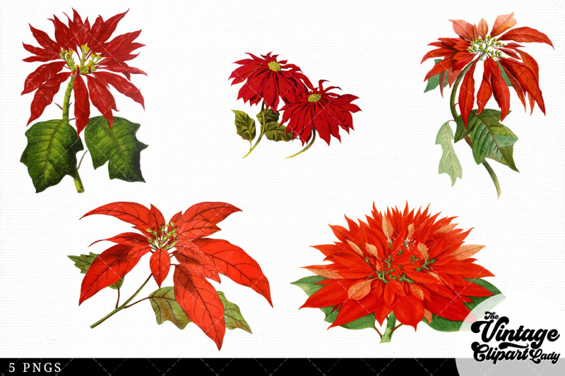 poinsettia-vintage-floral-botanical-clip-art