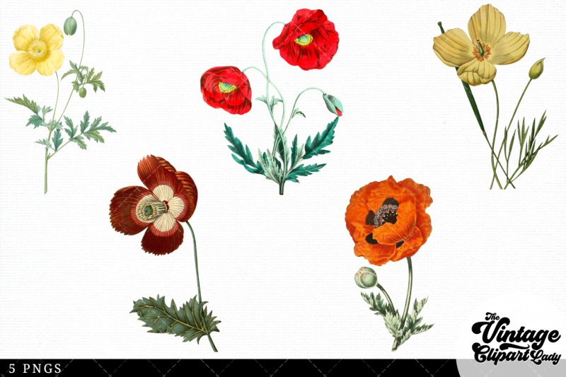 poppy-vintage-floral-botanical-clip-art