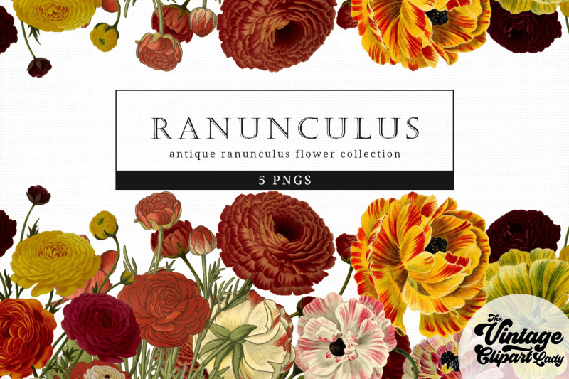 ranunculus-vintage-floral-botanical-clip-art