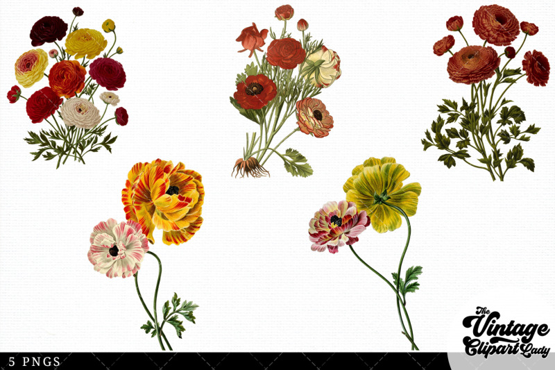 ranunculus-vintage-floral-botanical-clip-art
