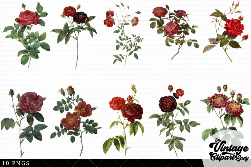red-rose-vintage-floral-botanical-clip-art