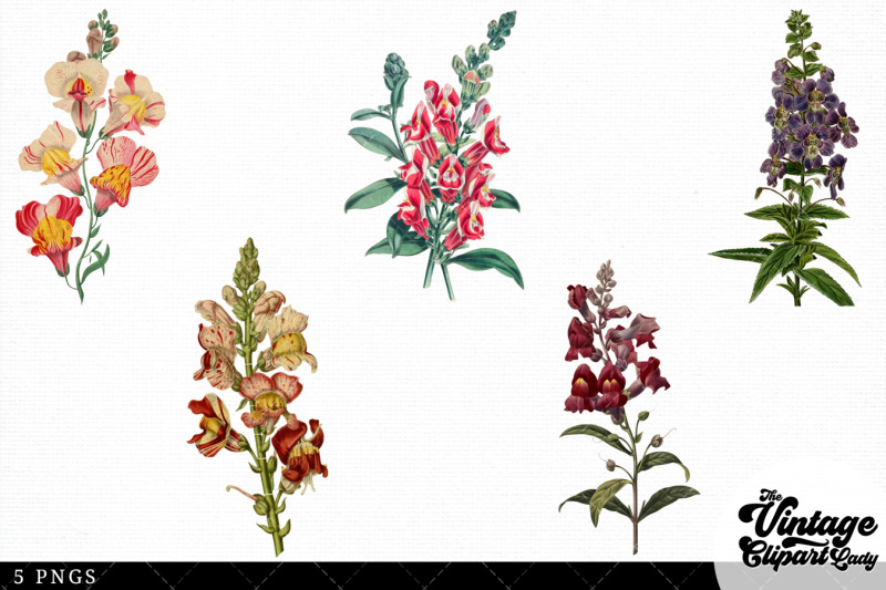 snapdragons-vintage-floral-botanical-clip-art