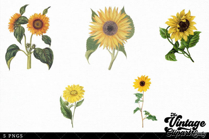 sunflower-vintage-floral-botanical-clip-art