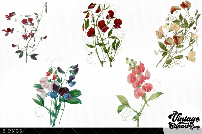 sweet-pea-vintage-floral-botanical-clip-art