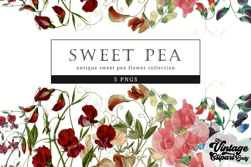 sweet-pea-vintage-floral-botanical-clip-art
