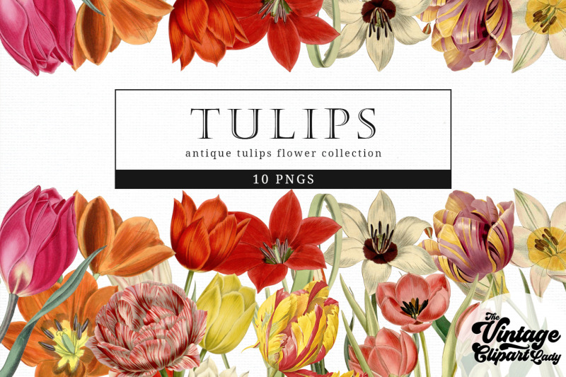 tulips-vintage-floral-botanical-clip-art