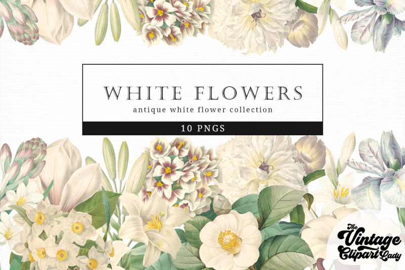 white-flowers-vintage-floral-botanical-clip-art