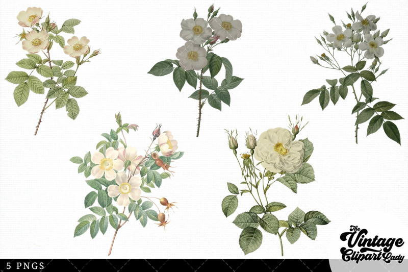 white-rose-vintage-floral-botanical-clip-art