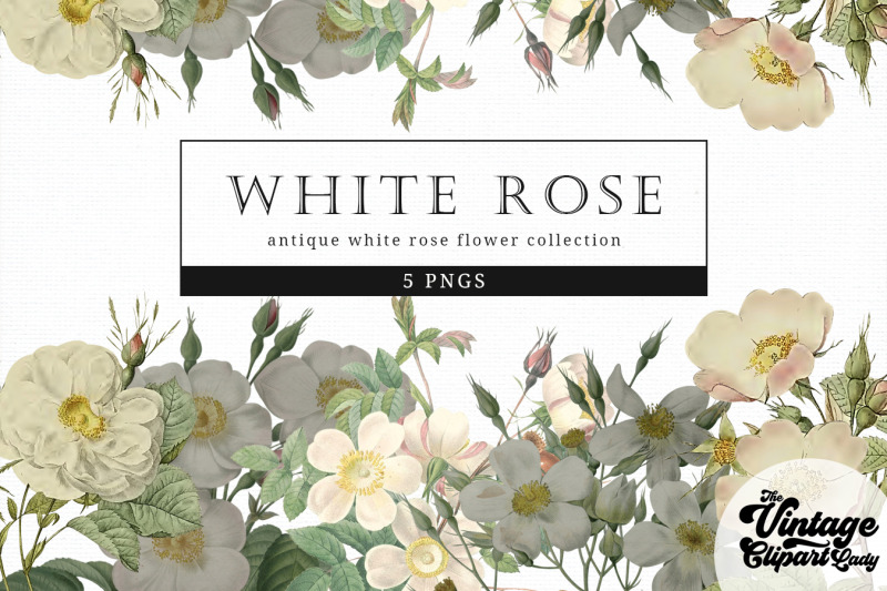 white-rose-vintage-floral-botanical-clip-art
