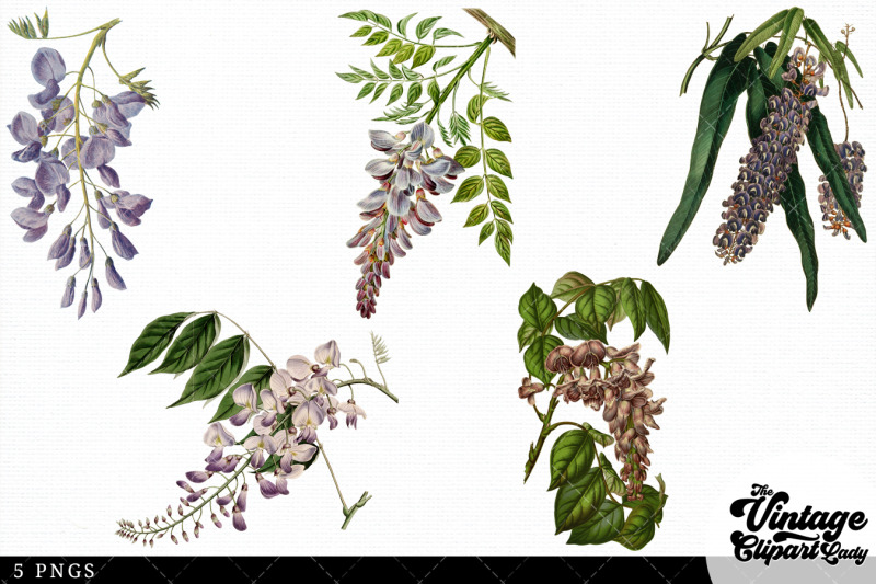 wisteria-vintage-floral-botanical-clip-art