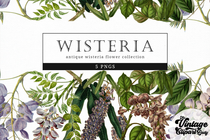 wisteria-vintage-floral-botanical-clip-art