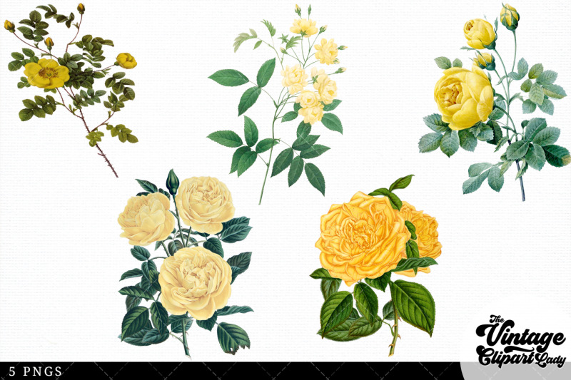 yellow-rose-vintage-floral-botanical-clip-art