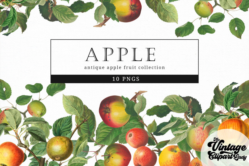 apple-vintage-fruit-botanical-clip-art