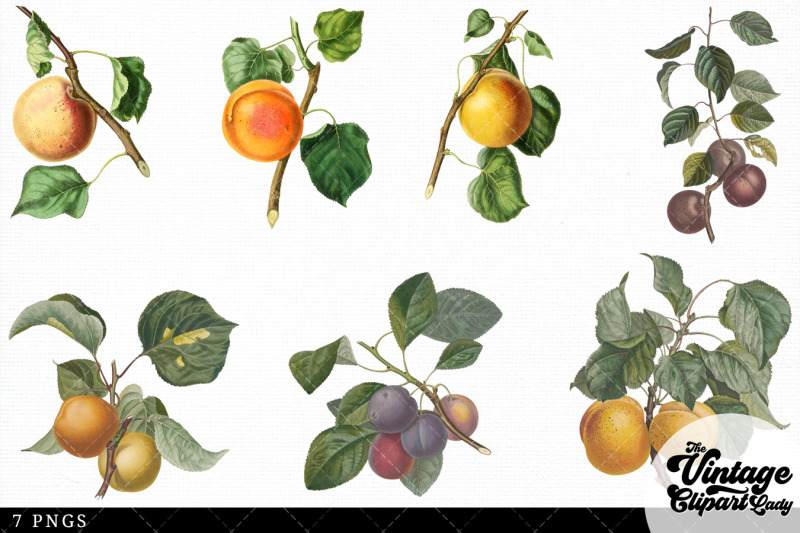apricot-vintage-fruit-botanical-clip-art