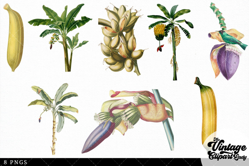 banana-vintage-fruit-botanical-clip-art