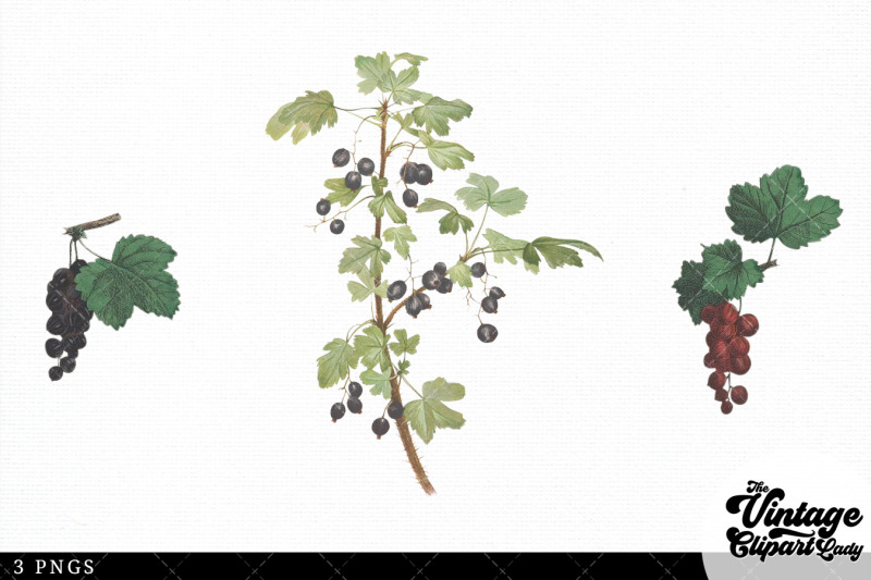 currants-vintage-fruit-botanical-clip-art