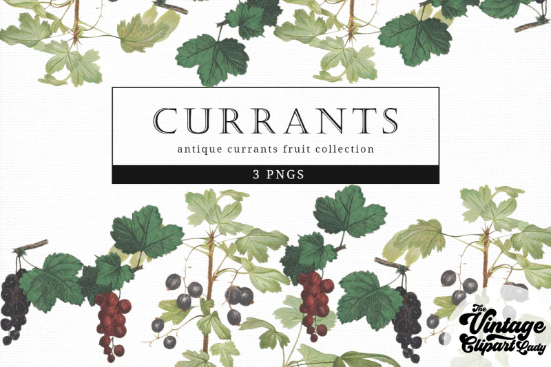 currants-vintage-fruit-botanical-clip-art