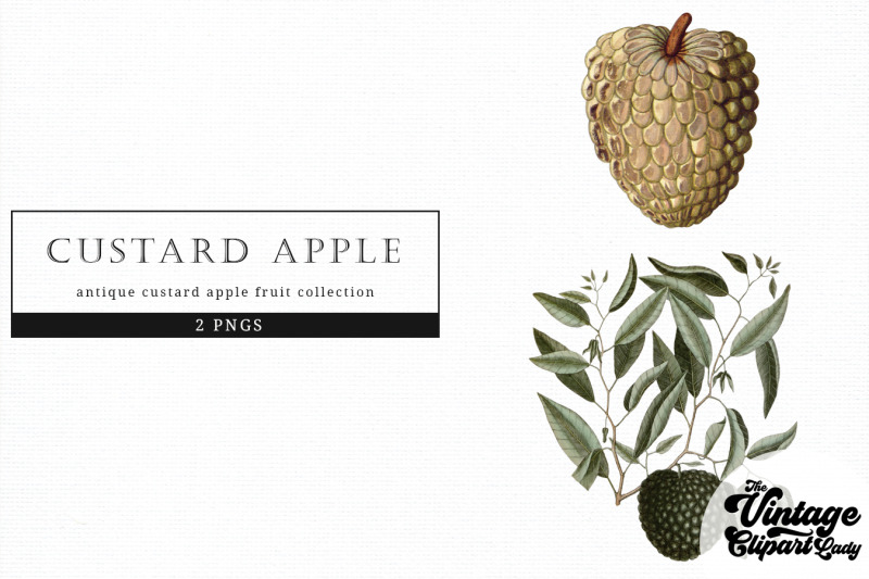 custard-apple-vintage-fruit-botanical-clip-art