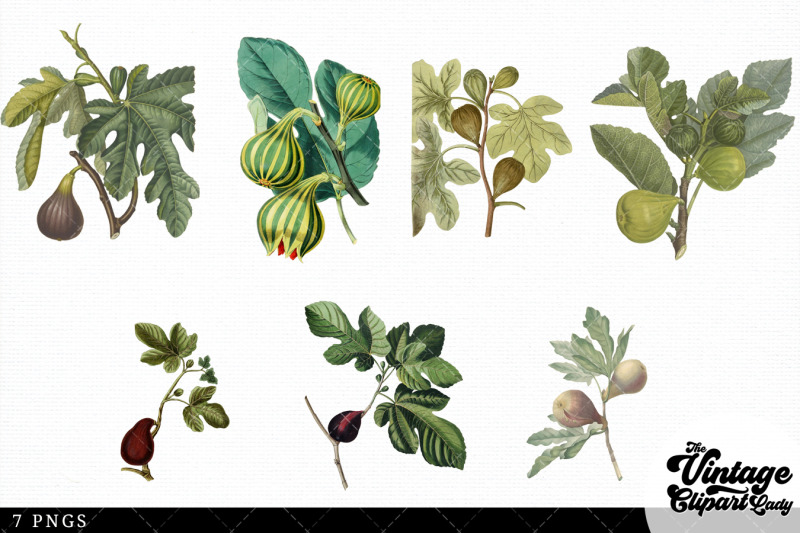 fig-vintage-fruit-botanical-clip-art