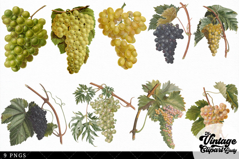 grapes-vintage-fruit-botanical-clip-art