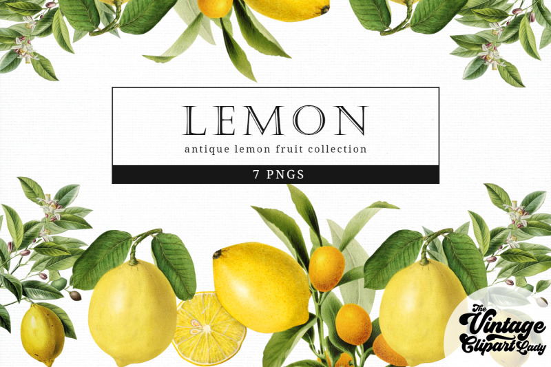 lemon-vintage-fruit-botanical-clip-art