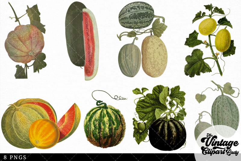 melon-vintage-fruit-botanical-clip-art