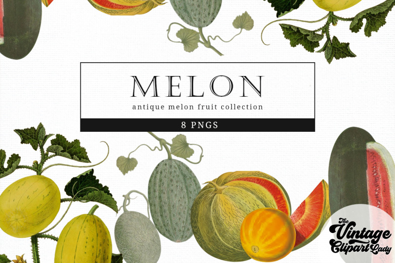 melon-vintage-fruit-botanical-clip-art