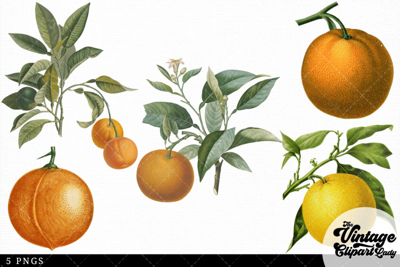 orange-vintage-fruit-botanical-clip-art