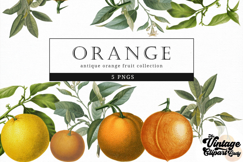 orange-vintage-fruit-botanical-clip-art