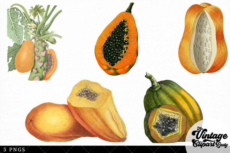 papaya-vintage-fruit-botanical-clip-art