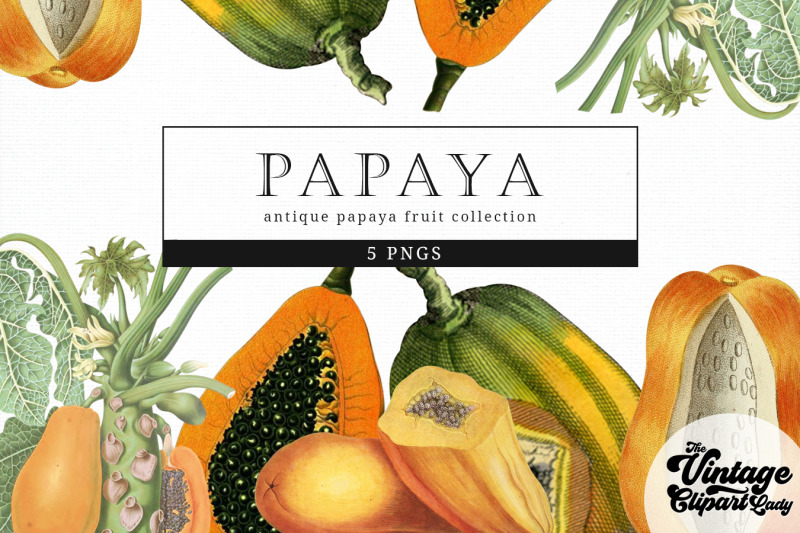 papaya-vintage-fruit-botanical-clip-art