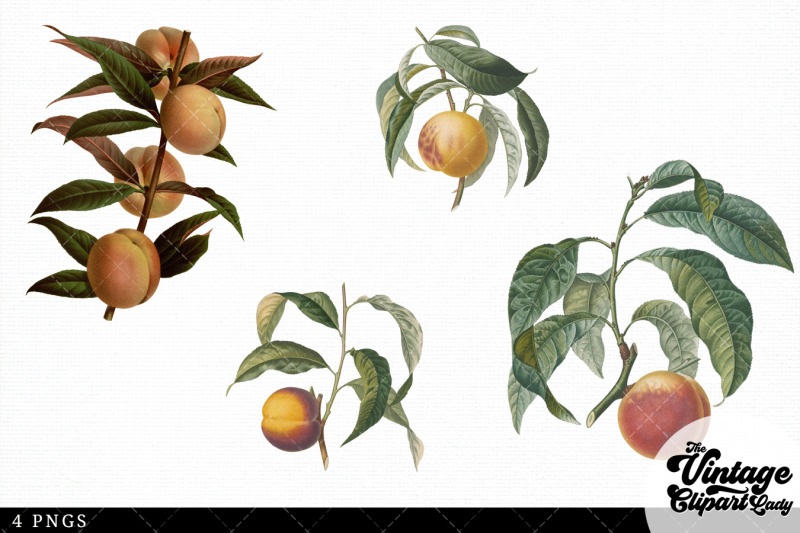 peach-vintage-fruit-botanical-clip-art