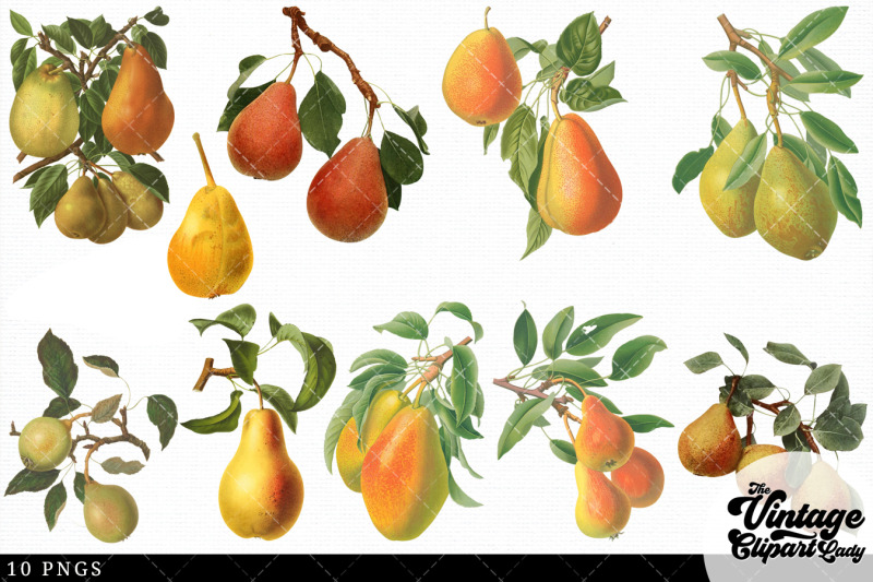 pear-vintage-fruit-botanical-clip-art