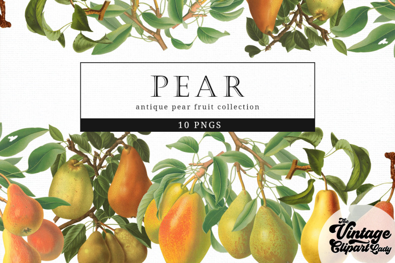 pear-vintage-fruit-botanical-clip-art