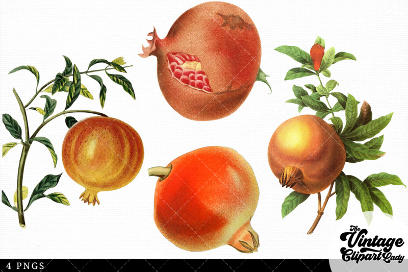 pomegranate-vintage-fruit-botanical-clip-art