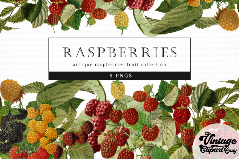raspberries-vintage-fruit-botanical-clip-art