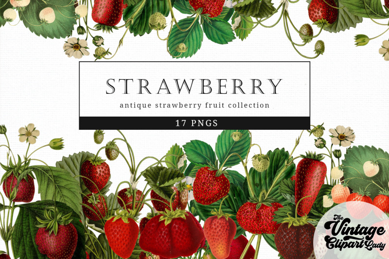 strawberry-vintage-fruit-botanical-clip-art