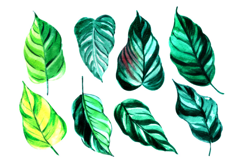 set-of-watercolor-green-tropical-leaves