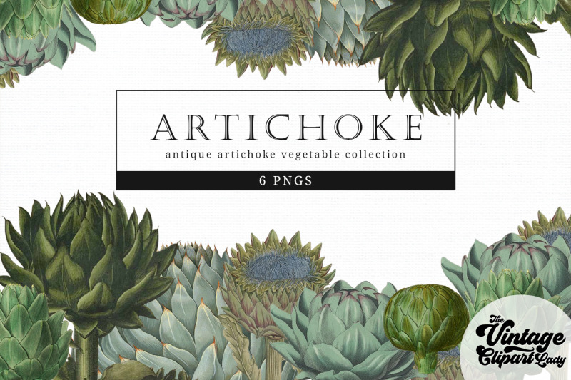 artichoke-vintage-vegetable-botanical-clip-art